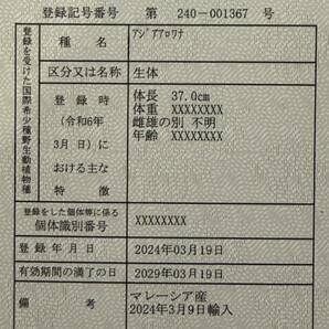 売り切り TGA（クレンブルー）原種血統・過背金龍 約４１cm【死着保証あり・北海道・九州・沖縄・発送可能】の画像8