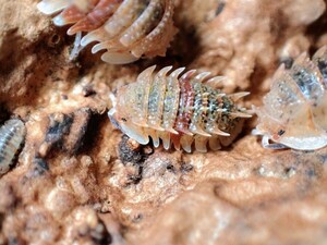 スピノサス　亜成体　100匹　エサ付き　Pseudarmadillo spinosus　ダンゴムシ　ワラジムシ