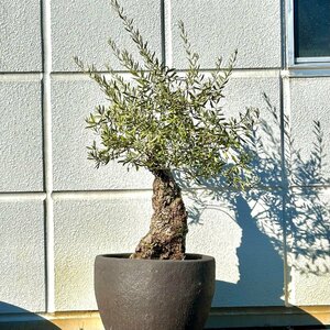  pickup limitation Spain production olive old tree (....80 year and more )FRP processing terra‐cotta potted plant (338292)