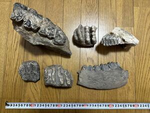 哺乳類　爬虫類　歯の化石　古生物学　オブジェ　インテリア
