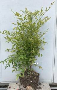 《現品》白南天（シロナンテン）樹高0.9ｍ（根鉢含まず）44【苗木/植木/庭木/生垣/目隠し/グランドカバー/常緑樹/縁起の良い木/縁起樹 】