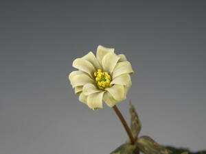 ユキワリイチゲ 黄緑花カール弁　栽培増殖品　山野草　花　野生ラン