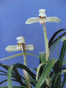 ** Japan spring orchid [ = light cosmetics ( light ....) = ]** white ground green ... beautiful beauty flower [ middle on tree 6ps.@: the longest leaf :24.] popular super superior article kind * cold orchid / snow break up .