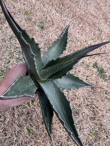 【農園直送】大サイズ　アガベ　アスペリーマ ポトシエンシス　　Agave asperrima potosiensis 特選強棘優良株　全写真現品