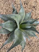 【農園直送】特大サイズ　AGAVE アガベ　カメオ　オバティフォリア　斑入り　極上斑　希少　agave ovatifolia cameo 特選優良強棘株　_画像9