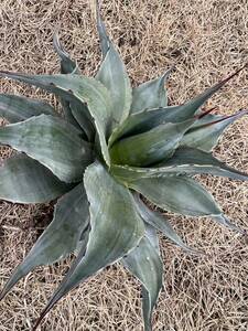 【農園直送】特大サイズ　AGAVE アガベ　カメオ　オバティフォリア　斑入り　極上斑　希少　agave ovatifolia cameo 特選優良強棘株　