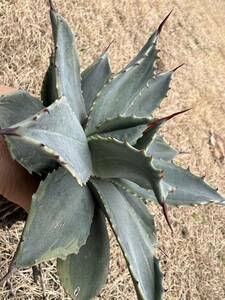 【農園直送】希少　大サイズ　アガベ パリー デザートデライト 斑入り Agave parryi ssp. huachucensis Desert Delight 特選優良強棘株　