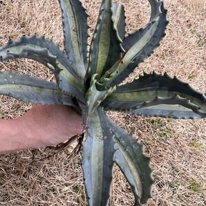 【農園直送】大サイズ AGAVE アガベ アメリカーナ エクスパンサ メディオピクタ americana v. expansa mediopicta 斑入り 全写真現品の画像1