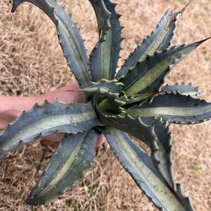 【農園直送】大サイズ AGAVE アガベ アメリカーナ エクスパンサ メディオピクタ americana v. expansa mediopicta 斑入り 全写真現品の画像3