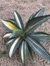 【農園直送】特大サイズ　希少　AGAVE アガベ アメリカーナ　縞斑　斑入り　レア斑　極上斑　Agave americana cv. striata 全写真現品　_画像5