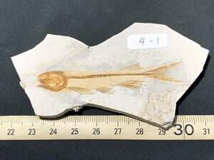 狼鰭魚（Lycoptera）化石・4-1・25g（中国産化石標本）