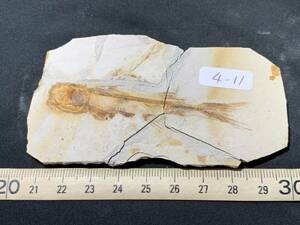狼鰭魚（Lycoptera）化石・4-11・29g（中国産化石標本）