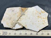 狼鰭魚（Lycoptera）化石・4-12・25g（中国産化石標本）_画像4