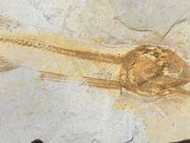 狼鰭魚（Lycoptera）化石・4-12・25g（中国産化石標本）_画像2