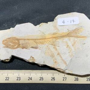 狼鰭魚（Lycoptera）化石・4-14・33g（中国産化石標本）の画像1