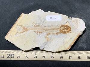 狼鰭魚（Lycoptera）化石・4-16・26g（中国産化石標本）