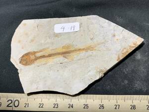 .. fish (Lycoptera) fossil *4-19*27g( China production fossil specimen )