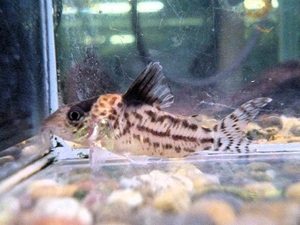 ☆ Бесплатная доставка ☆ Corydoras new Incolica ③