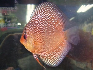 * free shipping * red spot Sune -k discus 