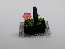 maco's miniature flower♪一重のバラ♪_画像7