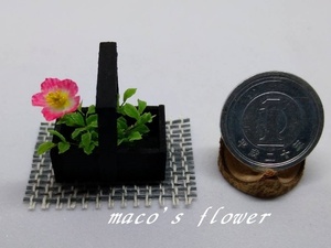 maco's miniature flower♪一重のバラ♪