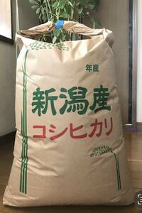 うっまーい 新潟産 令和 ５年 ☆ 新米 コシヒカリ 25 kg