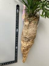 ツノンボウの長さは30ｃｍ。