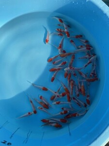 6☆錦鯉稚魚☆鯉仔　10cm 前後　60匹【松尾養魚場】生産者直送