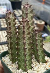 Euphorbia sp. Tanzania Lake Ngwazi MES343 Cutting 4本 発根済み エキゾチカ由来 極珍品 / 検 アロエ パキポディウム