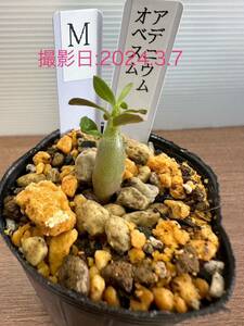 アデニウム　オベスム　砂漠の薔薇　実生苗　観葉植物