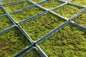 天然スナゴケ　苔　苔リウム　テラリウム　苔玉　10トレー 10枚　大容量　