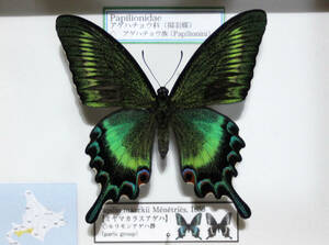 蝶標本　ミヤマカラスアゲハ（春型美麗♂）８７