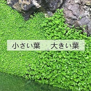 プランツシード 種から育てる水草 水草の種 小さい葉10gの画像3