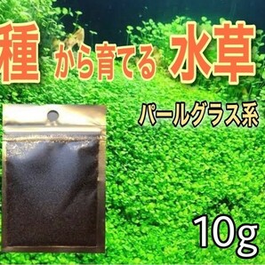 種から育てる水草 アクアリウム 水草の種 小さい葉10gの画像1