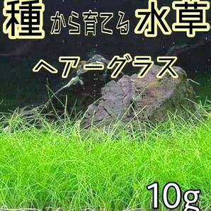 プランツシード 種から育てる水草 水草の種 ヘアーグラス系 10gの画像1