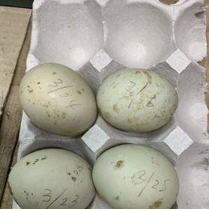 白×白 コールダック  食用卵 有精卵 4個の画像1