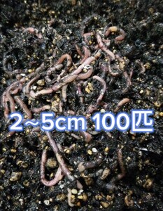天然 ドバミミズ 2～5cm 100匹 ミミズ 餌 餌用ミミズ 有機堆肥 生餌 活きエサ A