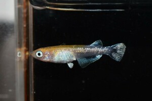 【雅めだか】インフィニティモルフォ亜種　幼魚8匹　　現物出品　A4　Azumaめだか様直系