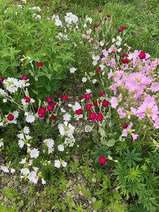 花種セット　ムスクマロー　白&ピンク&オマケ　宿根草　北海道より　可愛い♪