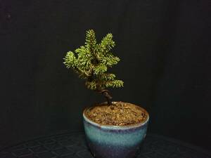 [bya расческа n].... сосна [ Chitose круг ]|yatsufsaezomatsu[chitose maru ] высота дерева 10. shohin bonsai мини бонсай бонсай превосходный материалы No111-6