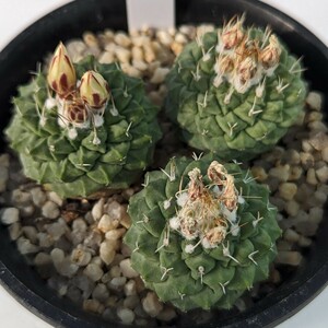 サボテン ストロンボカクタス 菊水 実生 3本植