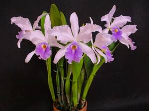 . орхидея . вид Cattleya C.warscewizii f.coerulea'La Floresta' (OG)