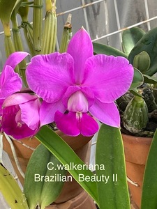 洋蘭 原種 カトレア C.walkeriana 'Brazilian Beauty Ⅱ’（OG)