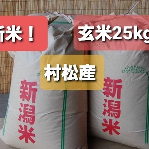 ☆令和5年度☆新米！！新潟産コシヒカリ玄米25kg☆従来こしひかり(非BL)☆(^^)/ 