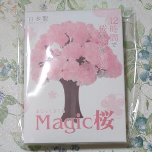マジックさくら　１２時間で桜の花が満開に　日本製　卒業　入学式　魔法の木