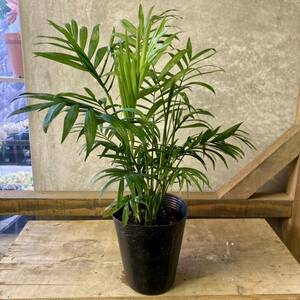 観葉植物　テーブルヤシ