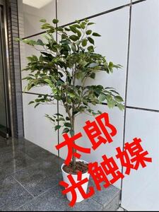 光触媒　人工観葉植物　ウォールグリーン　フェイクグリーン　ベンジャミン115