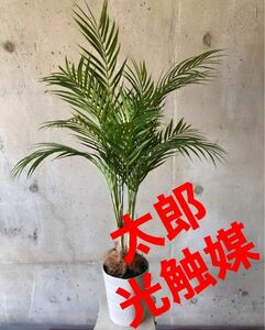 光触媒　人工観葉植物　ウォール　グリーン　フェイクグリーン　アレカヤシ85白12