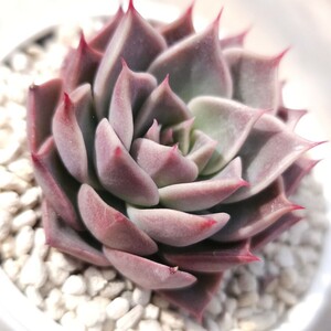 【多肉 エケベリア 原種 交配 実生】hyalina,San Luis de La Paz×agavoides,'Romeo Rubin'/ヒアリナ ラパス×アガボイデス'ロメオ ルビン'