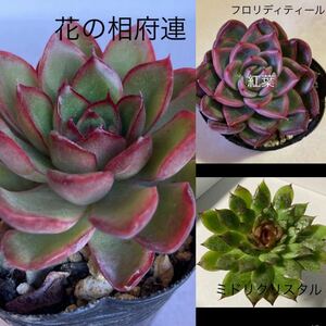 多肉植物☆韓国苗☆3品種3苗セット☆橙棒☆ミドリクリスタル、花の相府連、フロリディティール☆ラスト